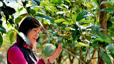 Hành trình hồi sinh 'nữ hoàng trà Việt' giữa rừng xanh Thái Nguyên