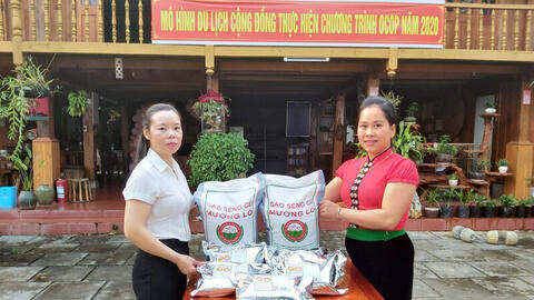 Xây dựng thương hiệu gạo Séng Cù Mường Lò: Nâng tầm đặc sản Tây Bắc