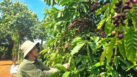Giải pháp bền vững cho những thách thức của ngành cà phê