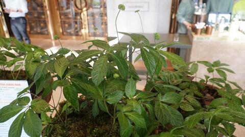 Đà Nẵng đề xuất hợp tác với Hàn Quốc trong chế biến sản phẩm từ sâm Ngọc Linh