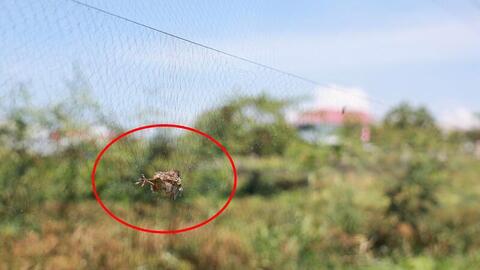 Khẩn cấp giải cứu 'báu vật' biển Khánh Hòa