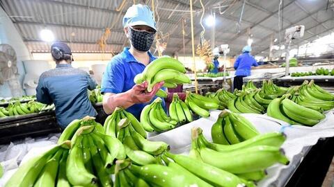 Chuối Việt Nam mở rộng thị phần nhờ chất lượng và giá cạnh tranh
