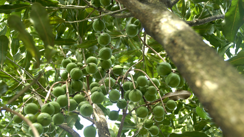 Nâng giá trị quả mắc ca, tăng thu nhập cho bà con dân tộc thiểu số