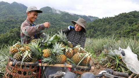 Niềm tin xanh trên những đồi dứa vùng biên