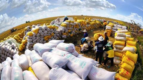 Giữ vững vị thế gạo Việt: Thủ tướng yêu cầu giải pháp lâu dài