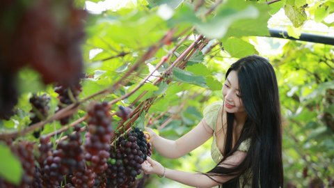 Mô hình du lịch trải nghiệm nông nghiệp mở đường giảm nghèo ở Vân Sơn