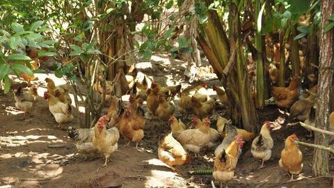 Những nương chè đánh thức sinh kế mới cho đồng bào dân tộc miền núi