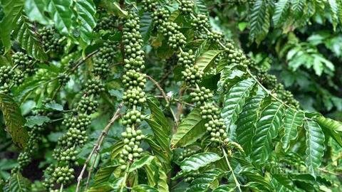 Giá cà phê hôm nay 23/8/2025: Tăng gần 6.000 đồng/kg so với đầu tuần