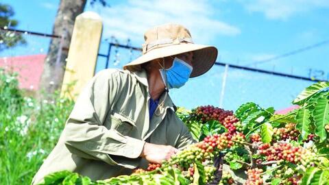 Giá cà phê hôm nay 26/8/2025: Trong nước quay đầu giảm