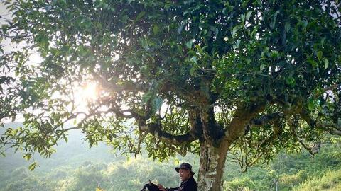 Chè shan tuyết Suối Giàng và hành trình định danh trên thị trường thế giới