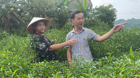 Từ đất cát bạc màu đến mùa ớt đỏ rực ở Xuân Hòa