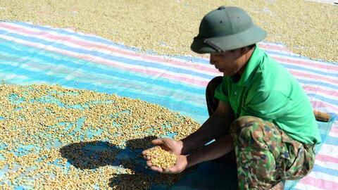 Giá cà phê hôm nay 29/8/2025: Trong nước bật tăng, ngược chiều thế giới