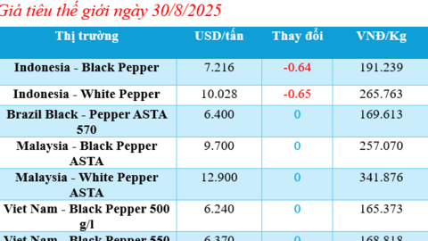 Giá tiêu hôm nay 30/8/2025: Phiên tăng thứ tư trong tuần, đạt 152.000 đồng/kg