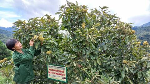 Niềm vui sinh kế của đồng bào trong mùa rừng chín