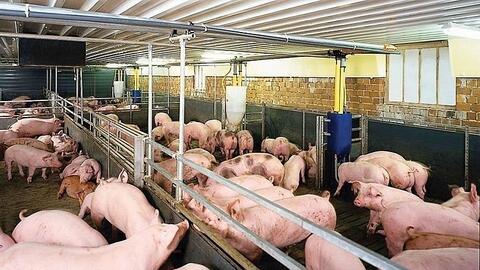 Giá heo hơi hôm nay 3/9/2025: Duy trì ổn định