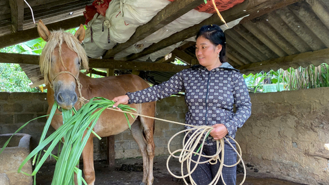 Sinh kế mới từ nuôi ngựa giúp người dân vùng cao vươn lên