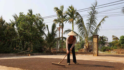 Giá tiêu hôm nay 5/9/2025: Trong nước 'lùi nhẹ' sau chuỗi tăng 'phi mã'