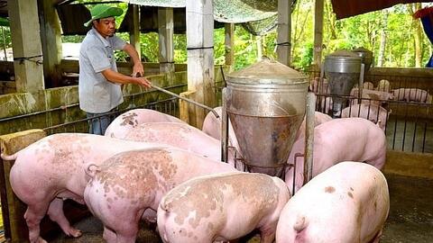 Giá heo hơi hôm nay 6/9/2025: Tiếp đà tăng giá