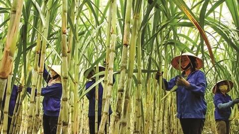 Ngành mía đường đối diện thách thức “sống còn”