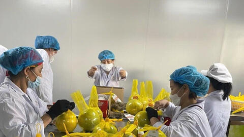 Chuẩn hóa bằng khoa học, nông sản miền núi chiếm lĩnh thị trường