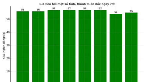 Giá heo hơi hôm nay 7/9/2025: Duy trì đà tăng