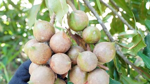 Từ sườn đồi xanh đến kinh tế mới: Câu chuyện hạt mắc ca Thượng Ninh