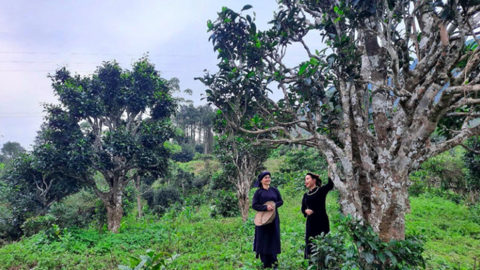 Chè Shan tuyết: ‘Cây giảm nghèo’ của đồng bào dân tộc ở Đồng Phúc