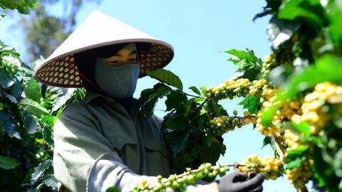 Giá cà phê hôm nay 13/9/2025: Trong nước tiếp đà tăng cao