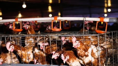 Hà Tĩnh: Nuôi gà đẻ trứng công nghệ cao, thu lãi hàng tỷ đồng mỗi năm