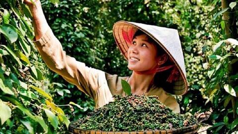 Giá tiêu Việt Nam và thế giới: Vì sao chênh lệch?