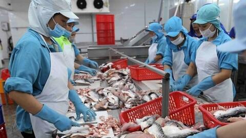 Xuất khẩu cá tra vượt 1,4 tỷ USD