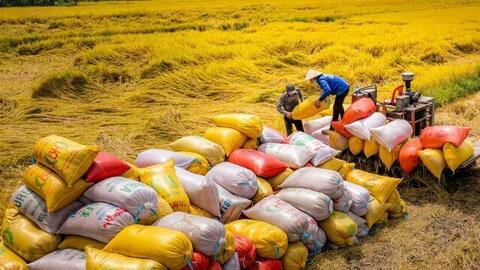 Vì sao cần tăng vai trò của hợp tác xã trong tạm trữ lúa gạo?