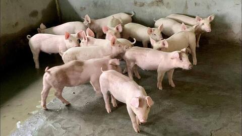 Vì sao giá heo hơi luôn biến động mạnh theo vùng miền?