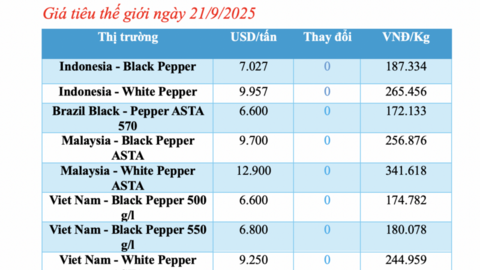 Giá tiêu hôm nay 21/9/2025: Neo giá ở mức cao