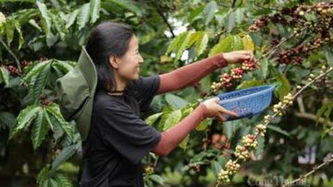 Giá cà phê hôm nay 23/9/2025: Bật tăng trở lại