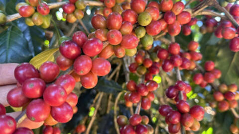 Giá cà phê hôm nay 24/9/2025: Trong nước tăng mạnh