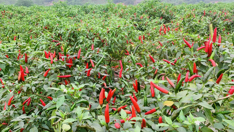 Hợp tác xã Cao Bằng đẩy mạnh liên kết chuỗi, nâng tầm giá trị nông sản