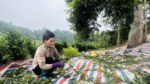 Trám đen Lũng Tao: Cây trồng bản địa nâng tầm kinh tế vùng cao