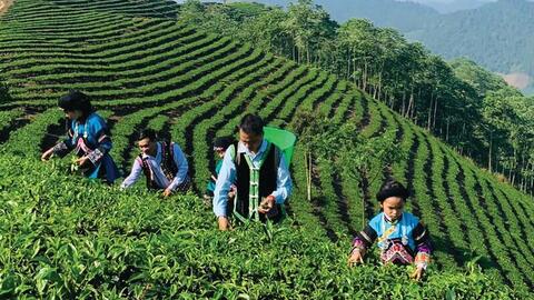 Nâng cao chất lượng tạo sức bật thị trường cho nông sản vùng cao