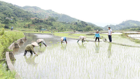 Gạo Séng Cù Mường Vi: Giữ vững chất lượng, vươn xa ra thị trường