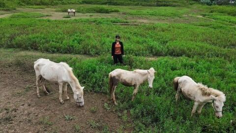 Nuôi ngựa: Sinh kế thoát nghèo của bà con dân tộc vùng cao Phong Vân