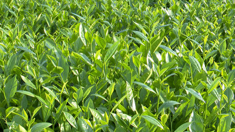 Cây chè Bình An vươn mình nhờ dự án hỗ trợ sinh kế bền vững