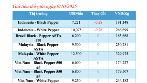 Giá tiêu hôm nay 9/10/2025: Tăng nhẹ 1.000 đồng/kg
