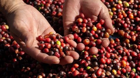 Nguồn cung khan hiếm, giá cà phê Robusta vượt mốc 4.600 USD/tấn
