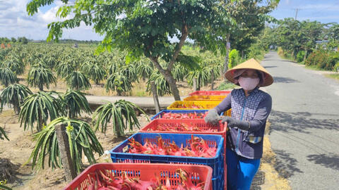 Giá thanh long giảm mạnh