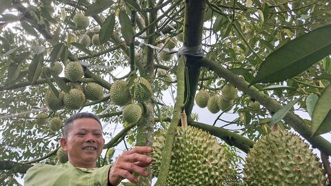 Giữ mã vùng trồng để ổn định thị trường xuất khẩu