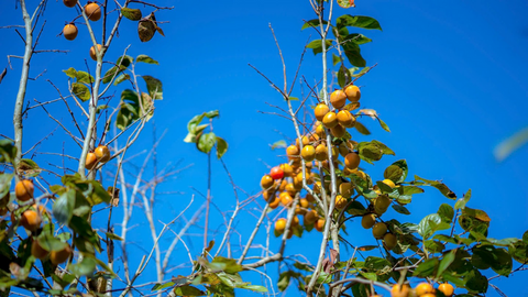 Phát triển sản xuất theo chuỗi giá trị, nâng cao chất lượng nông sản