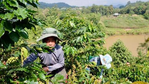 Giấc mơ no ấm từ những đồi cà phê Na Son giữa đại ngàn Tây Bắc