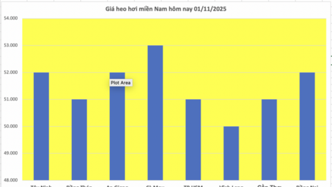 Giá heo hơi hôm nay 01/11/2025: Giảm nhẹ tại miền Bắc, miền Trung
