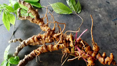 Xây dựng thương hiệu sâm từ vùng nguyên liệu chất lượng cao